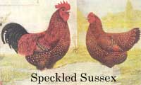 
Heritage chicken breed: Speckled Sussex.

